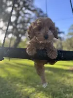 Gracie Pie, a female Poodle - Miniature  and Miniature Goldendoodle for sale in Jacksonville, FL – Photo 7 of 10