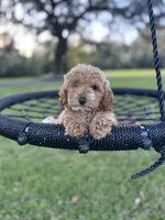 Gracie Pie, a female Poodle - Miniature  and Miniature Goldendoodle for sale in Jacksonville, FL – Photo 5 of 10