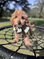 Gracie Pie, a female Poodle - Miniature  and Miniature Goldendoodle for sale in Jacksonville, FL – Photo 10 of 10
