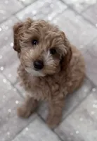 Gracie Pie, a female Poodle - Miniature  and Miniature Goldendoodle for sale in Jacksonville, FL – Photo 2 of 10