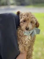 Gracie Pie, a female Poodle - Miniature  and Miniature Goldendoodle for sale in Jacksonville, FL – Photo 8 of 10