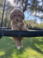 Gracie Pie, a female Poodle - Miniature  and Miniature Goldendoodle for sale in Jacksonville, FL – Photo 3 of 10