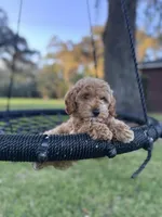 Gracie Pie, a female Poodle - Miniature  and Miniature Goldendoodle for sale in Jacksonville, FL – Photo 4 of 10