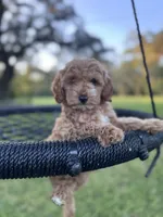 Gracie Pie, a female Poodle - Miniature  and Miniature Goldendoodle for sale in Jacksonville, FL – Photo 1 of 10