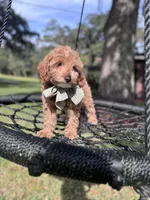 Gracie Pie, a female Poodle - Miniature  and Miniature Goldendoodle for sale in Jacksonville, FL – Photo 9 of 10