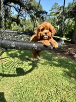 Brownie, a male Cavapoo and Poodle - Miniature  for sale in Jacksonville, FL – 3 of 5