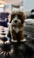 Dolly, a female Cavapoo and Poodle - Miniature  for sale in Jacksonville, FL – Photo 10 of 10