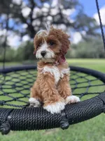 Dolly, a female Cavapoo and Poodle - Miniature  for sale in Jacksonville, FL – Photo 2 of 10