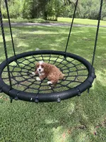 Dolly, a female Cavapoo and Poodle - Miniature  for sale in Jacksonville, FL – Photo 6 of 10