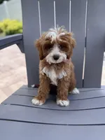 Dolly, a female Cavapoo and Poodle - Miniature  for sale in Jacksonville, FL – Photo 3 of 10