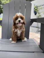 Dolly, a female Cavapoo and Poodle - Miniature  for sale in Jacksonville, FL – Photo 8 of 10