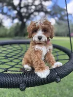 Dolly, a female Cavapoo and Poodle - Miniature  for sale in Jacksonville, FL – Photo 1 of 10
