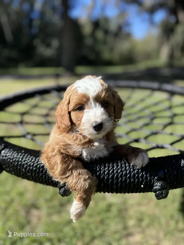 Barbi -f1b, a female Poodle - Miniature  and Miniature Goldendoodle for sale in Jacksonville, FL – Photo 1 of 4