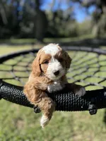 Barbi -f1b, a female Poodle - Miniature  and Miniature Goldendoodle for sale in Jacksonville, FL – Photo 1 of 4