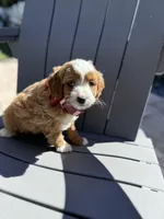 Barbi -f1b, a female Poodle - Miniature  and Miniature Goldendoodle for sale in Jacksonville, FL – Photo 3 of 4