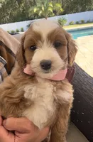 Barbi -f1b, a female Poodle - Miniature  and Miniature Goldendoodle for sale in Jacksonville, FL – Photo 4 of 4