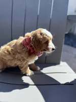 Barbi -f1b, a female Poodle - Miniature  and Miniature Goldendoodle for sale in Jacksonville, FL – Photo 2 of 4