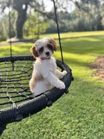 Tinkerbell, a female Cavapoo and Poodle - Toy  for sale in Jacksonville, FL – 2 of 7