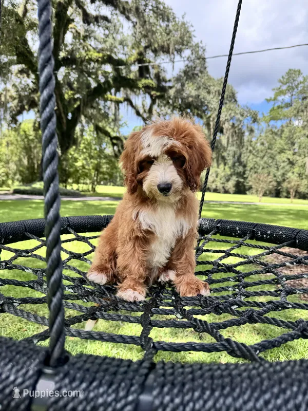 Blacky  – Cavapoo, Poodle - Miniature  puppy for sale in Jacksonville, FL