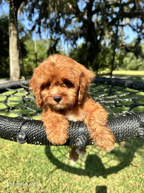 Brownie – Cavapoo, Poodle - Miniature  puppy for sale in Jacksonville, FL
