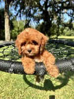 Brownie, a male Cavapoo and Poodle - Miniature  for sale in Jacksonville, FL – 1 of 5