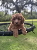 Bear, a male Cavapoo and Poodle - Miniature  for sale in Jacksonville, FL – 8 of 10