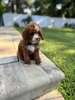 Little Bit, a male Cavapoo and Poodle - Miniature  for sale in Jacksonville, FL – 3 of 3