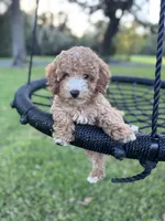 Teddy, a male Poodle - Miniature  and Miniature Goldendoodle for sale in Jacksonville, FL – Photo 3 of 3