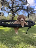 Teddy, a male Poodle - Miniature  and Miniature Goldendoodle for sale in Jacksonville, FL – Photo 2 of 3