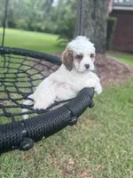 Spot, a male Cavapoo and Poodle - Miniature  for sale in Jacksonville, FL – 4 of 5