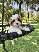 Tinkerbell, a female Cavapoo and Poodle - Miniature  for sale in Jacksonville, FL – 2 of 3