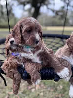 Teal, a female Cavapoo and Poodle - Miniature  for sale in Jacksonville, FL – Photo 5 of 7
