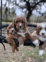Teal, a female Cavapoo and Poodle - Miniature  for sale in Jacksonville, FL – Photo 3 of 7