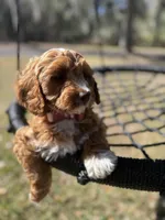 Teal, a female Cavapoo and Poodle - Miniature  for sale in Jacksonville, FL – Photo 4 of 7