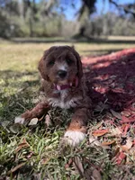 Teal, a female Cavapoo and Poodle - Miniature  for sale in Jacksonville, FL – Photo 7 of 7