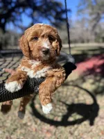 Teal, a female Cavapoo and Poodle - Miniature  for sale in Jacksonville, FL – Photo 6 of 7