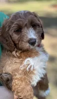 Teal, a female Cavapoo and Poodle - Miniature  for sale in Jacksonville, FL – Photo 2 of 7