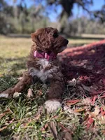 Teal, a female Cavapoo and Poodle - Miniature  for sale in Jacksonville, FL – Photo 1 of 7