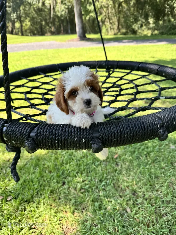 Tinkerbell – Cavapoo, Poodle - Miniature  puppy for sale in Jacksonville, FL