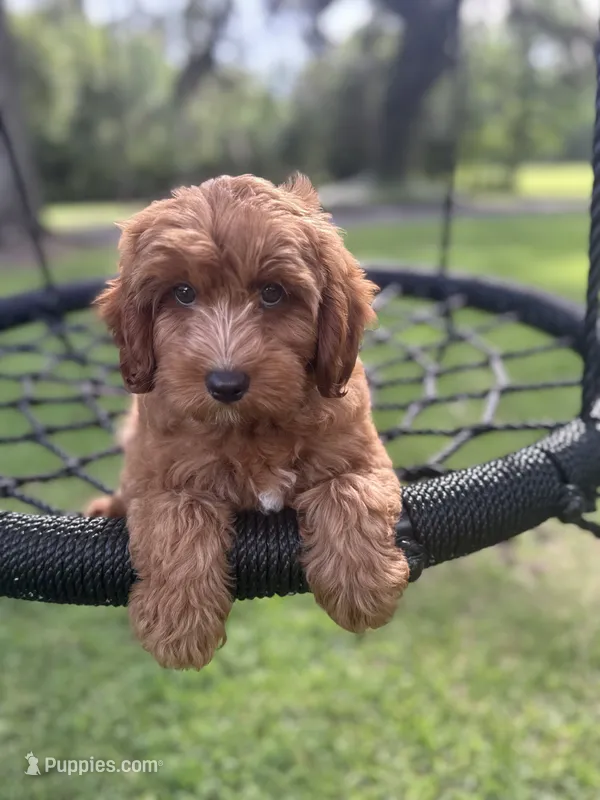 Bear – Cavapoo, Poodle - Miniature  puppy on hold in Jacksonville, FL