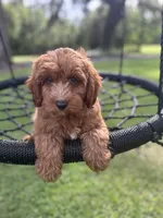 Bear, a male Cavapoo and Poodle - Miniature  for sale in Jacksonville, FL – 1 of 10