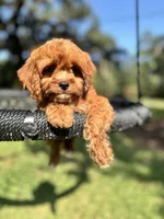 Brownie, a male Cavapoo and Poodle - Miniature  for sale in Jacksonville, FL – 2 of 5