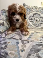 Violet, a female Cavapoo and Poodle - Miniature  for sale in Jacksonville, FL – 4 of 4
