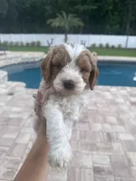 Latte, a male Cavalier King Charles Spaniel and Poodle - Miniature  for sale in Jacksonville, FL – 4 of 5