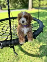 Violet, a female Cavapoo and Poodle - Miniature  for sale in Jacksonville, FL – 3 of 4