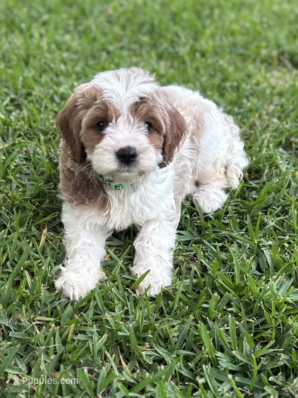 Latte – Cavalier King Charles Spaniel, Poodle - Miniature  puppy for sale in Jacksonville, FL