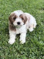 Latte, a male Cavapoo and Poodle - Miniature  for sale in Jacksonville, FL – 1 of 9