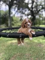 Blue boy, a male Cavapoo and Poodle - Miniature  for sale in Jacksonville, FL – 2 of 5