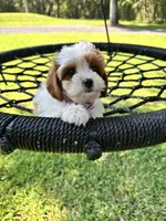 Tinkerbell, a female Cavapoo and Poodle - Miniature  for sale in Jacksonville, FL – 3 of 3
