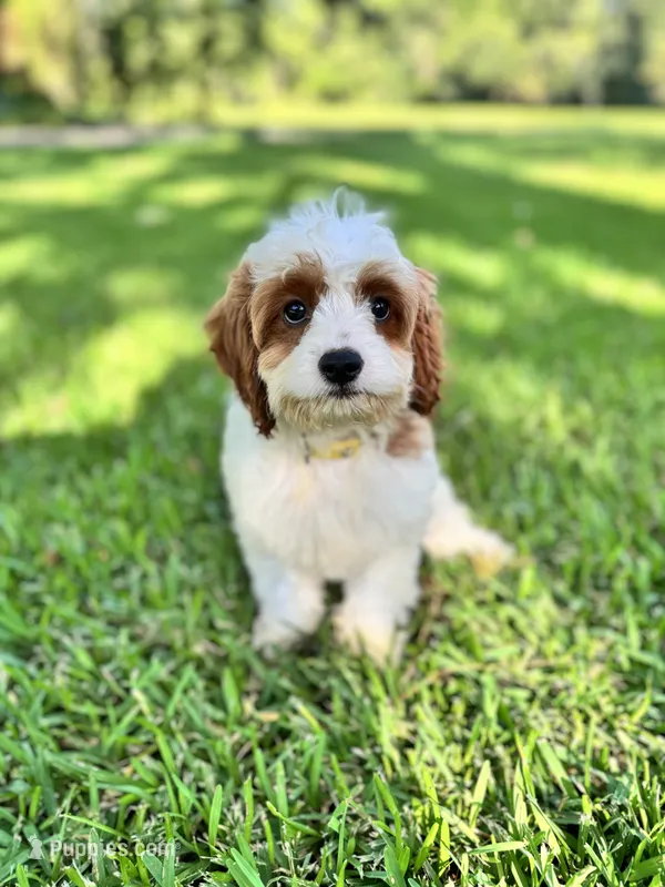 Daisy – Cavapoo, Poodle - Miniature  puppy for sale in Jacksonville, FL